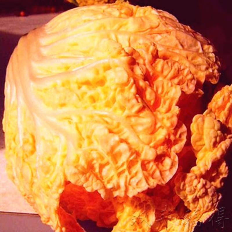 火凤凰大白菜种子橘红心白菜秋播抗热耐寒早熟营养蔬菜种籽