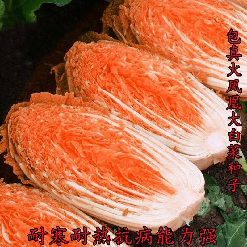 火凤凰大白菜种子橘红心白菜秋播抗热耐寒早熟营养蔬菜种籽