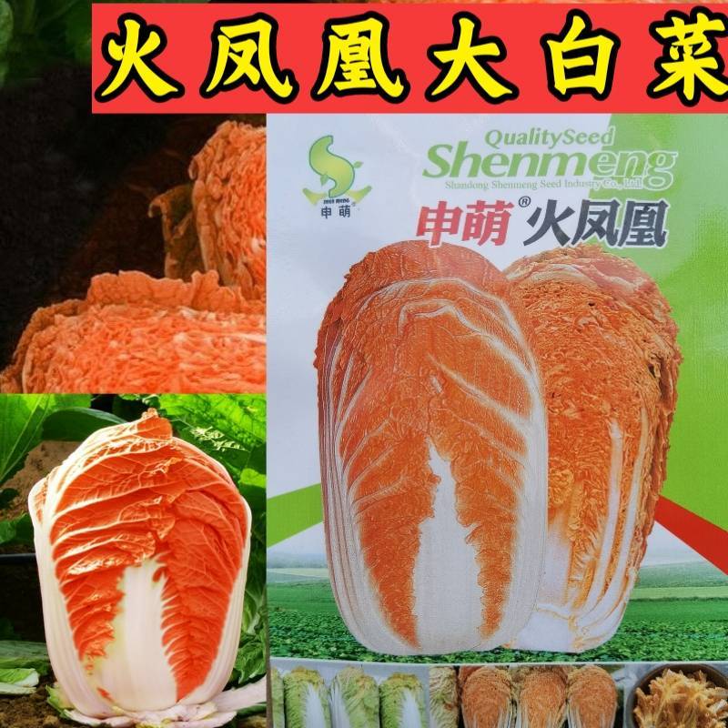火凤凰大白菜种子橘红心白菜秋播抗热耐寒早熟营养蔬菜种籽