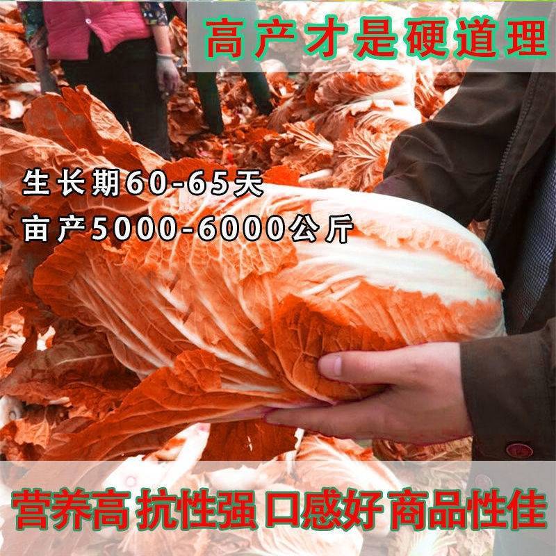 火凤凰大白菜种子橘红心白菜秋播抗热耐寒早熟营养蔬菜种籽