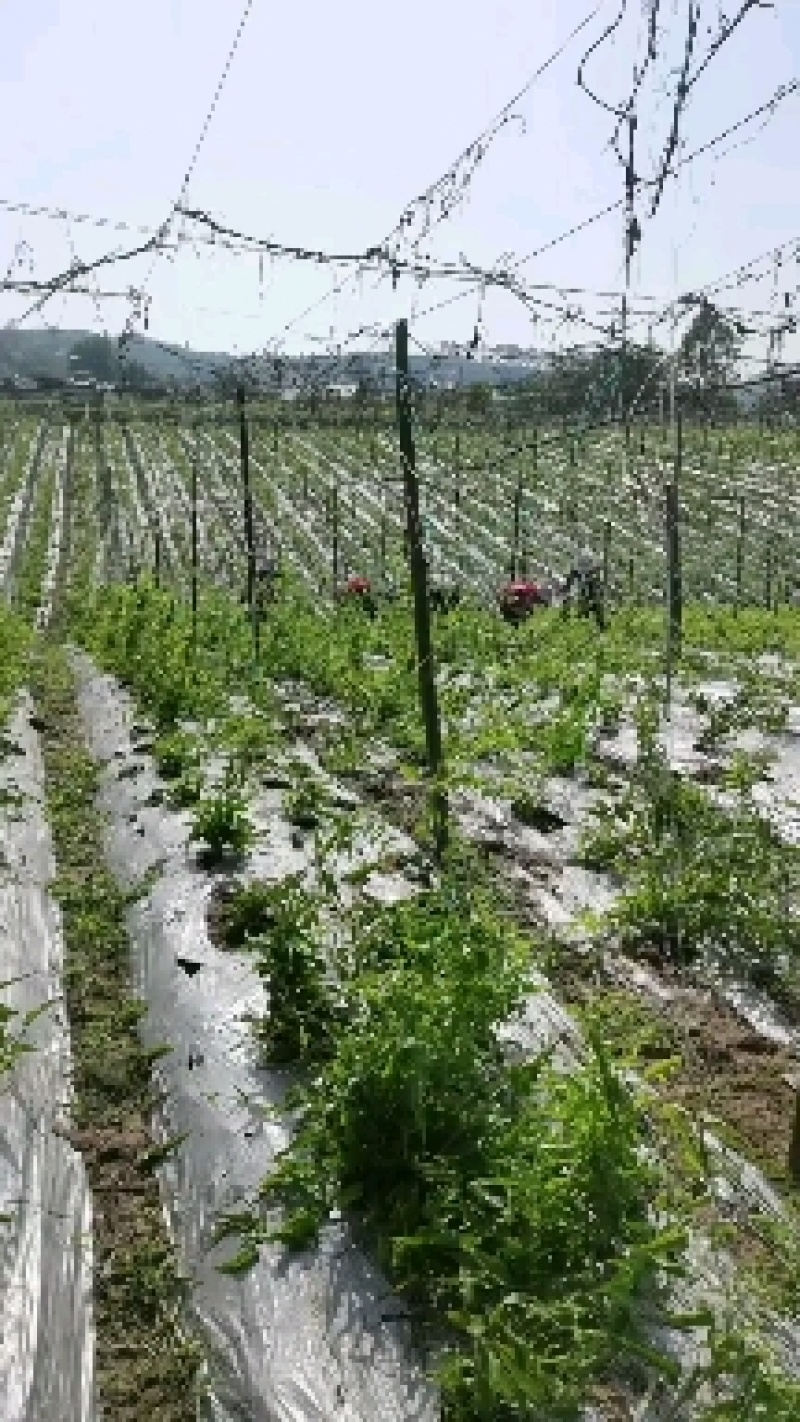 资中县恒基种植