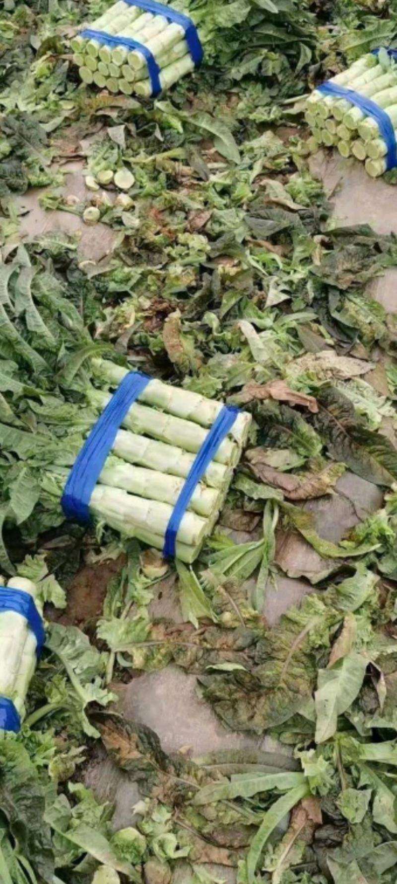 山东红叶莴笋田间加工质量好价格低商超品质