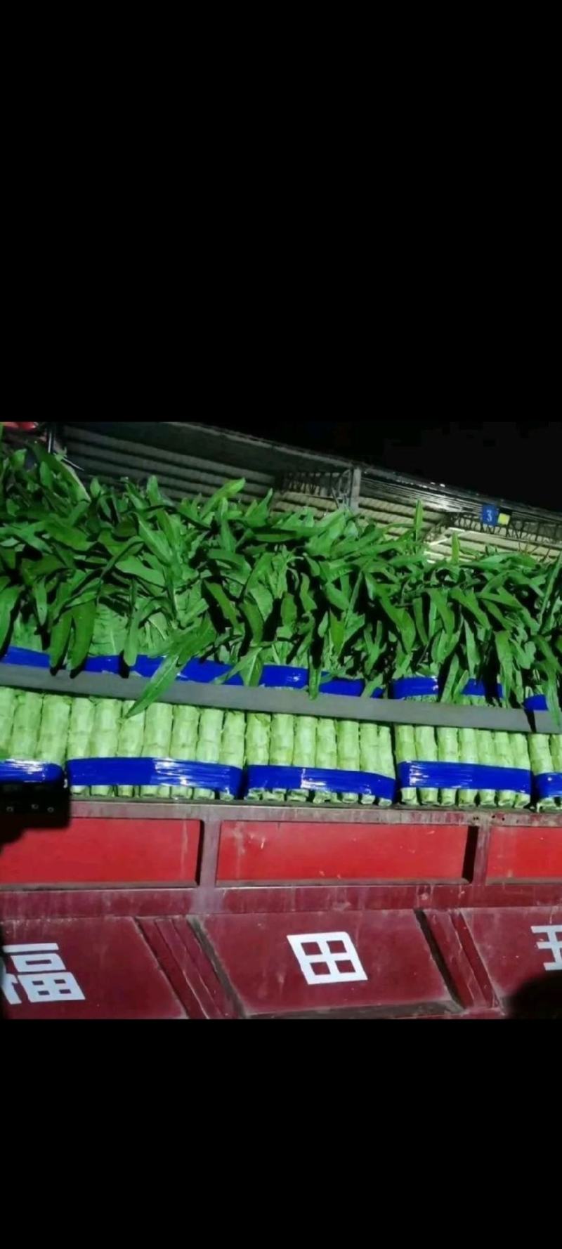 山东红叶莴笋田间加工质量好价格低商超品质