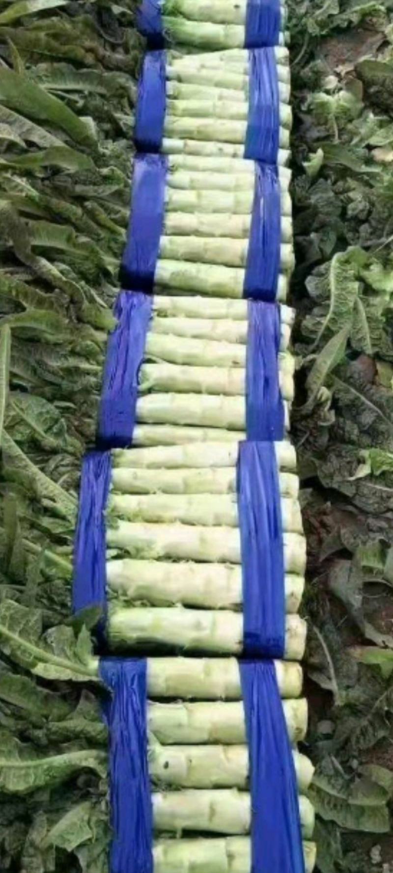 山东红叶莴笋田间加工质量好价格低商超品质