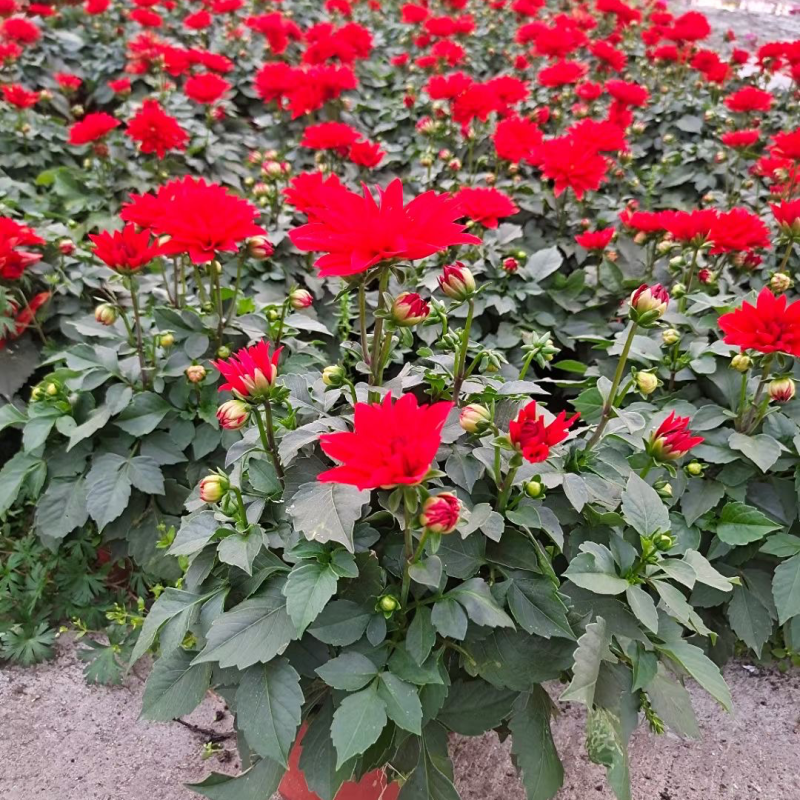 180小丽花基地大量生产量大私聊