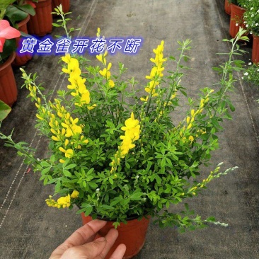 黄金雀盆栽花卉室外阳台庭院植物耐寒耐冻多年生金雀花四季