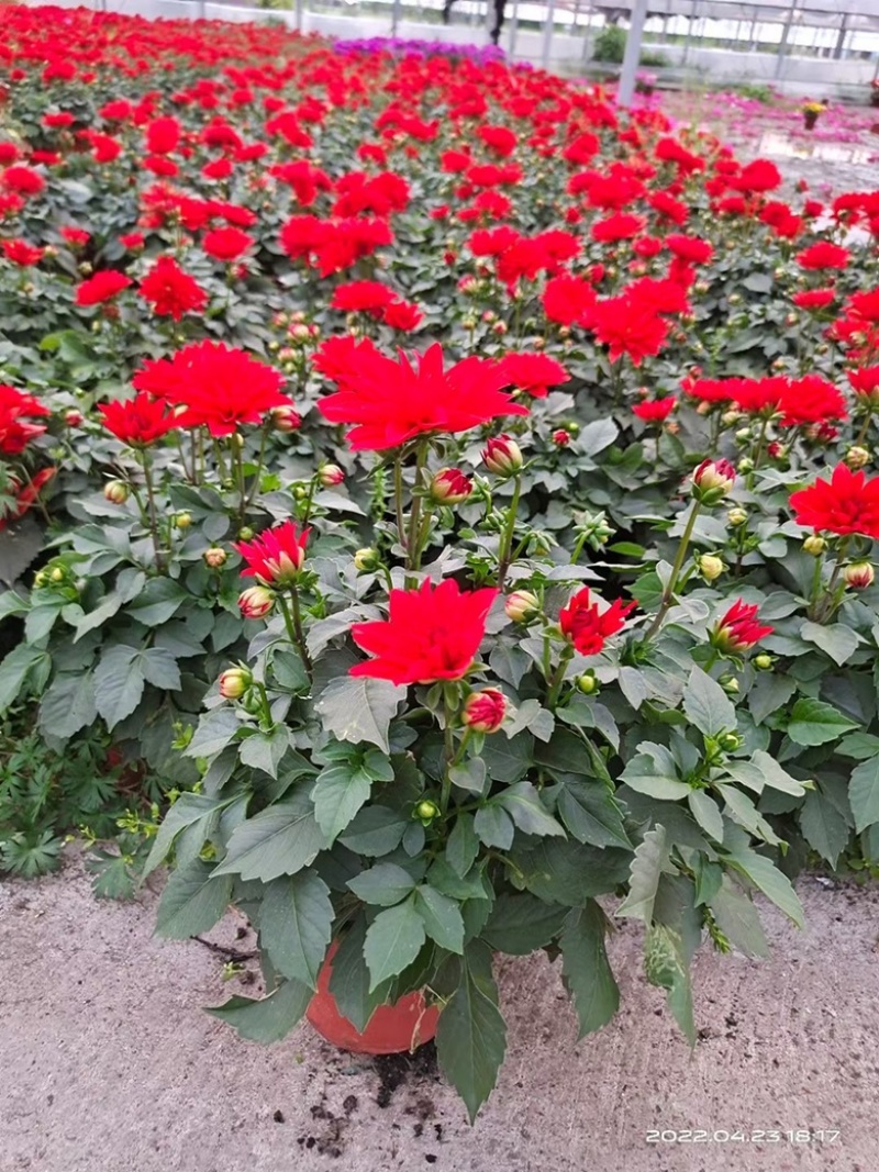 180小丽花基地大量生产量大私聊