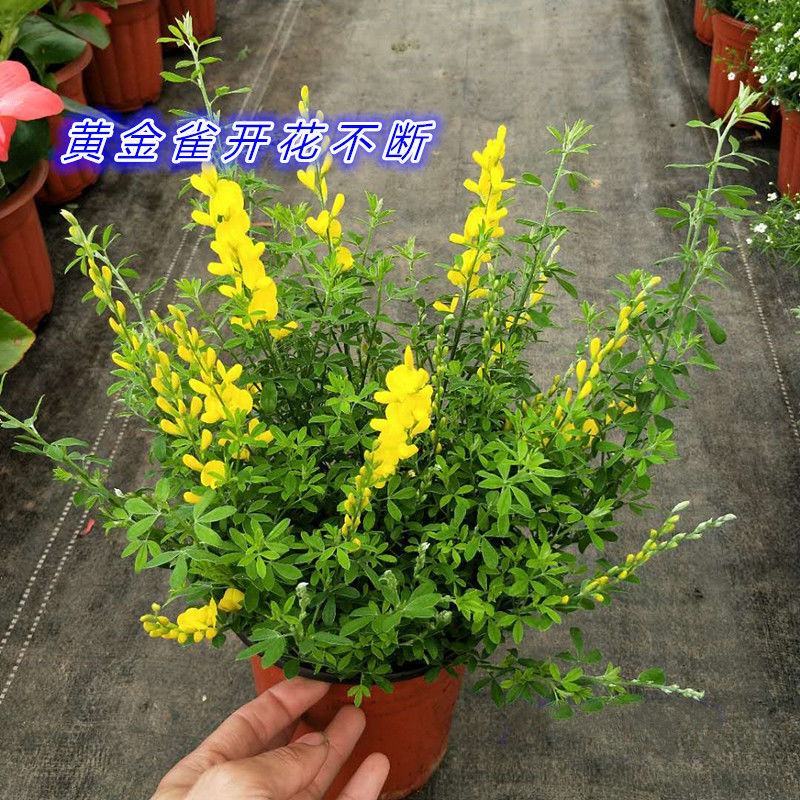 黄金雀盆栽花卉室外阳台庭院植物耐寒耐冻多年生金雀花四季