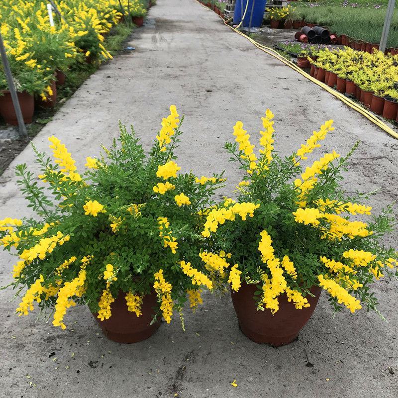 黄金雀盆栽花卉室外阳台庭院植物耐寒耐冻多年生金雀花四季
