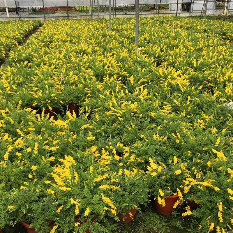 黄金雀盆栽花卉室外阳台庭院植物耐寒耐冻多年生金雀花四季