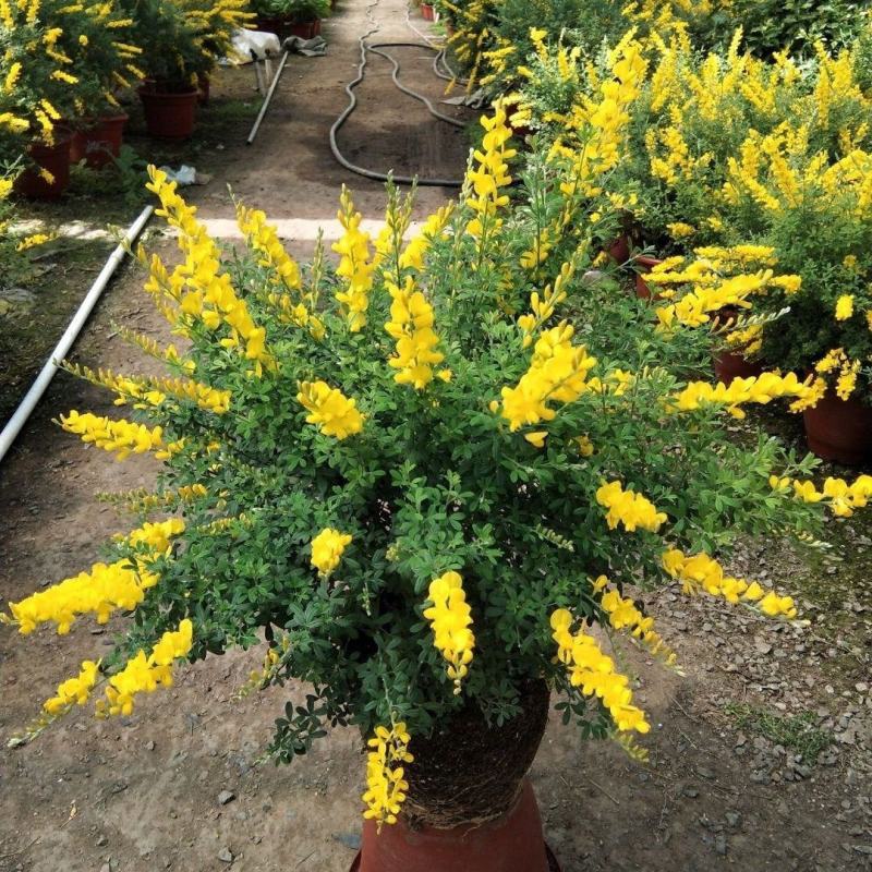 黄金雀盆栽花卉室外阳台庭院植物耐寒耐冻多年生金雀花四季
