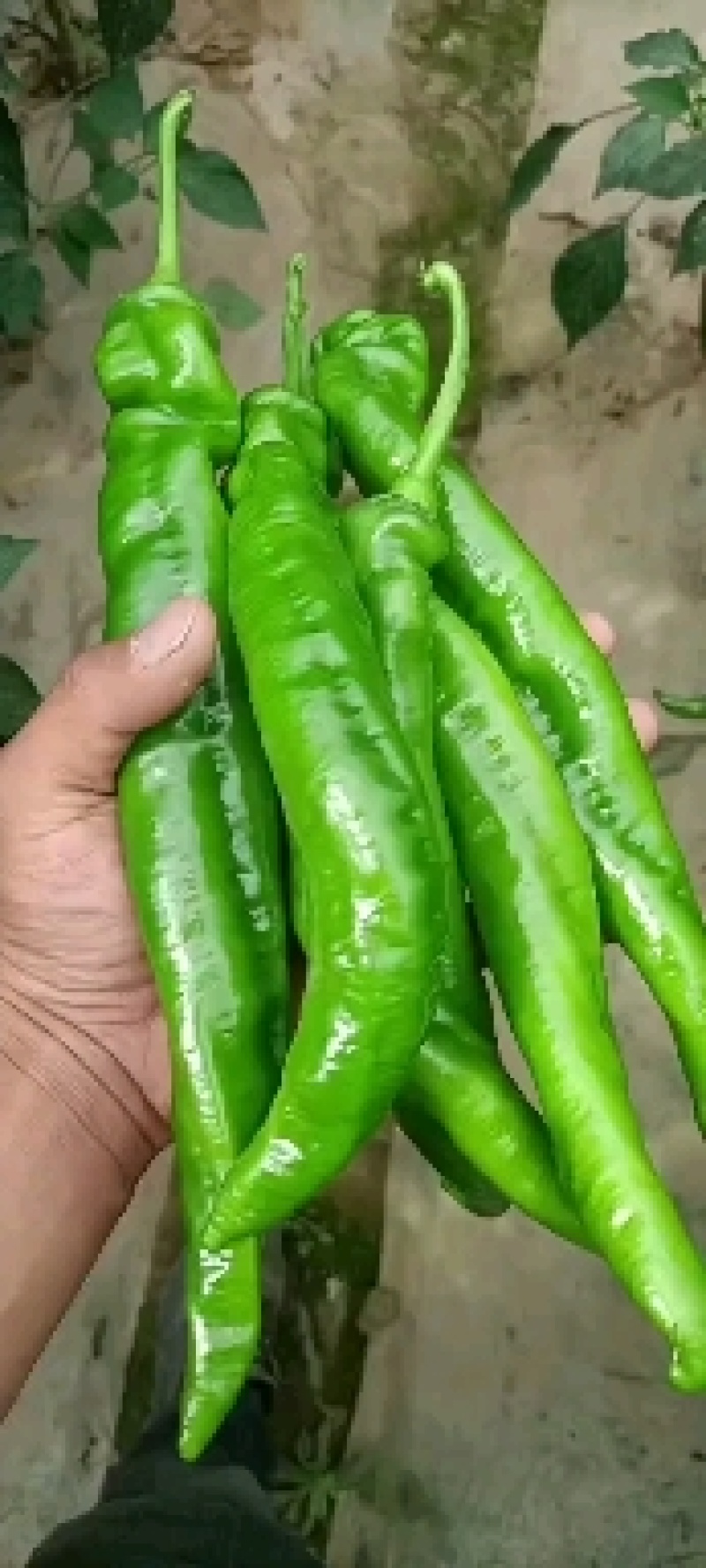 精品螺丝椒