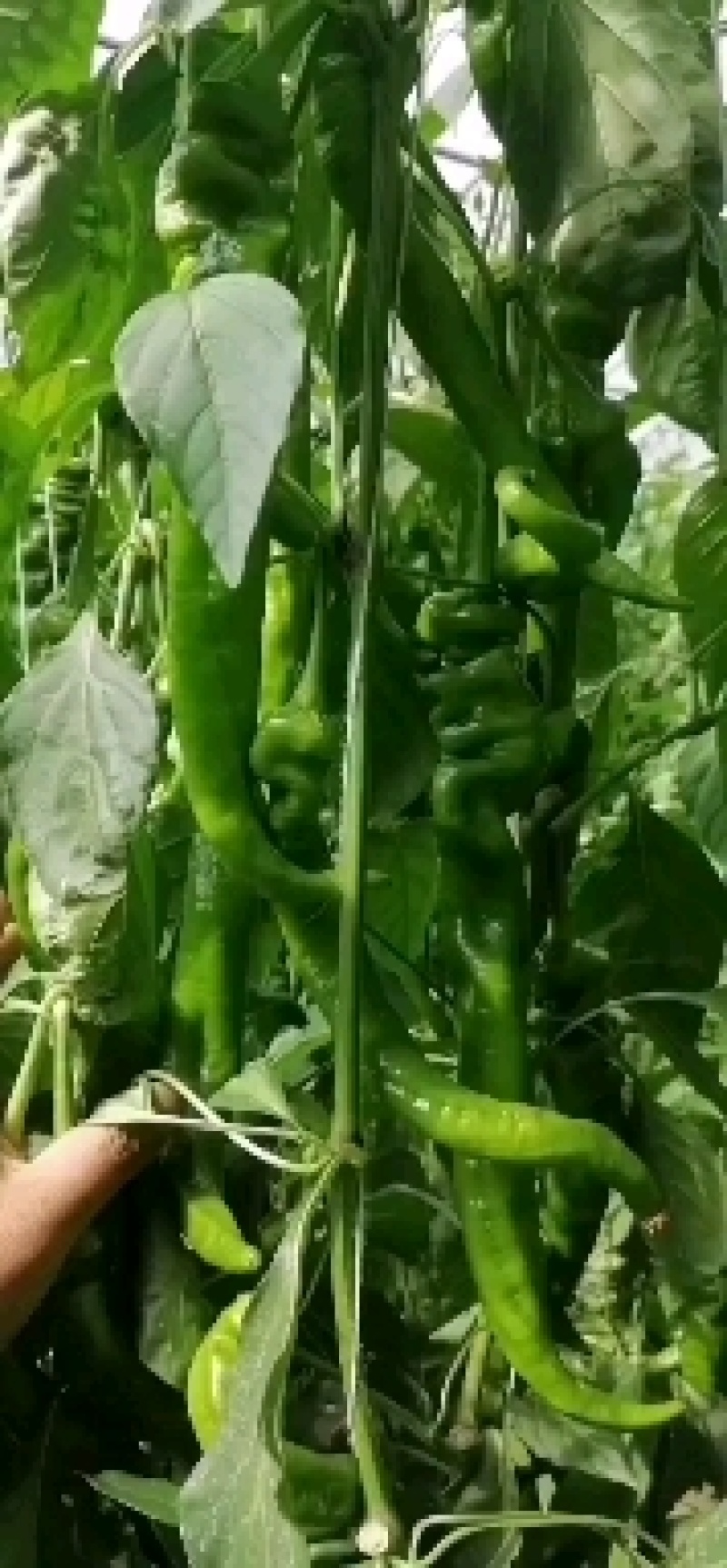 精品螺丝椒
