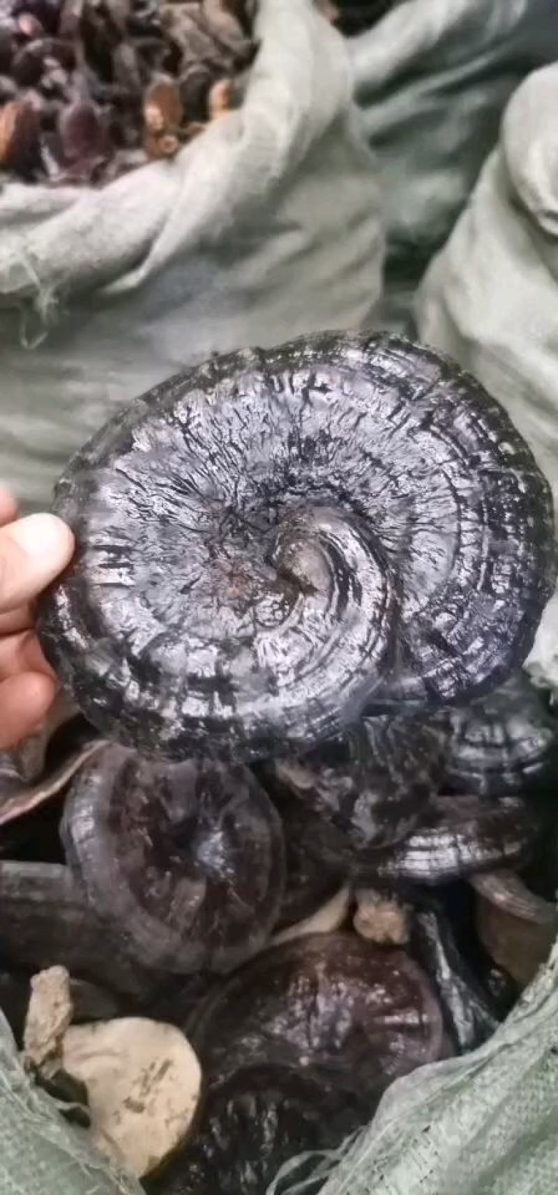 黑灵芝免费打粉大量供应