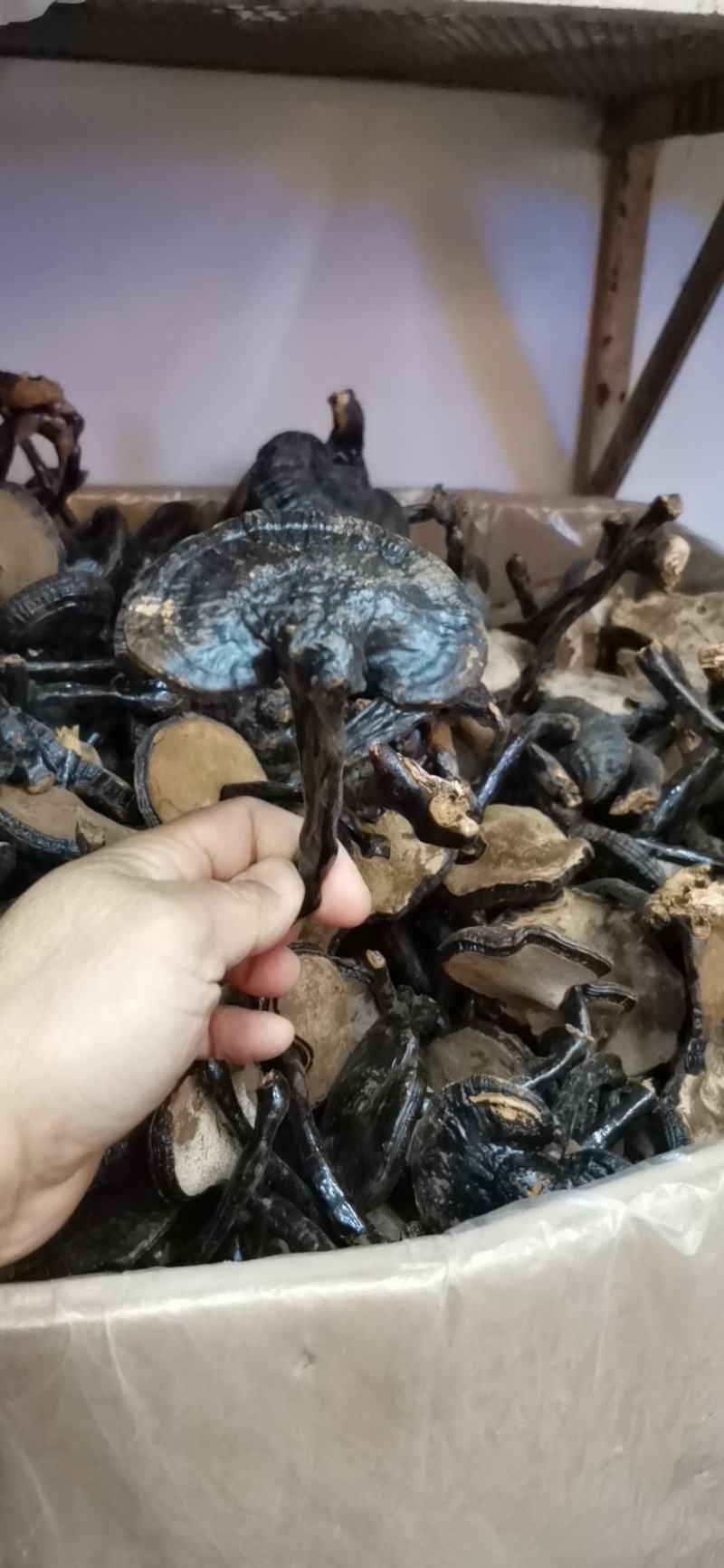 黑灵芝免费打粉大量供应