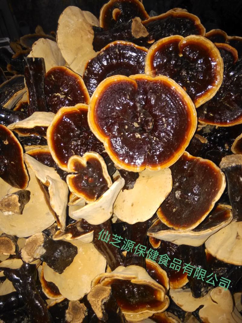 黑灵芝免费打粉大量供应