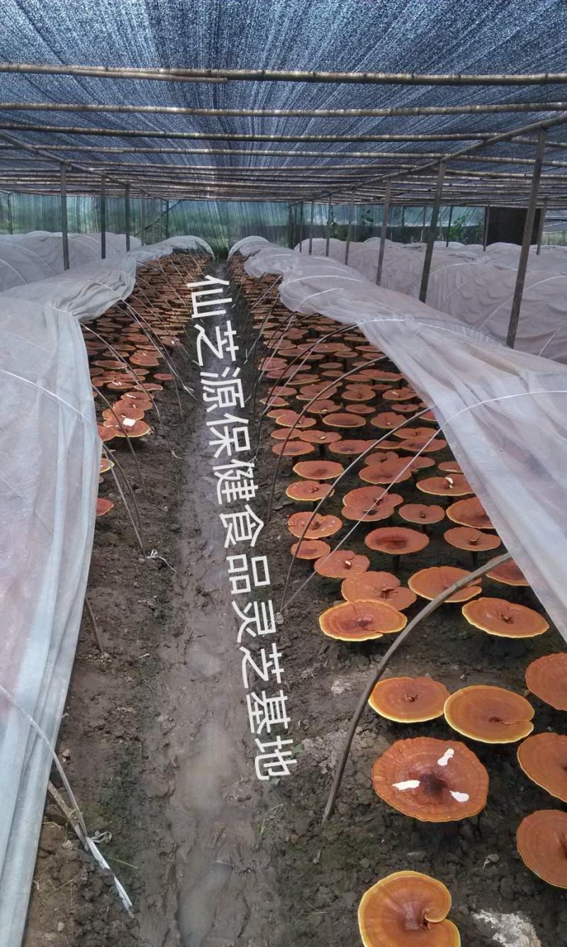 黑灵芝免费打粉大量供应