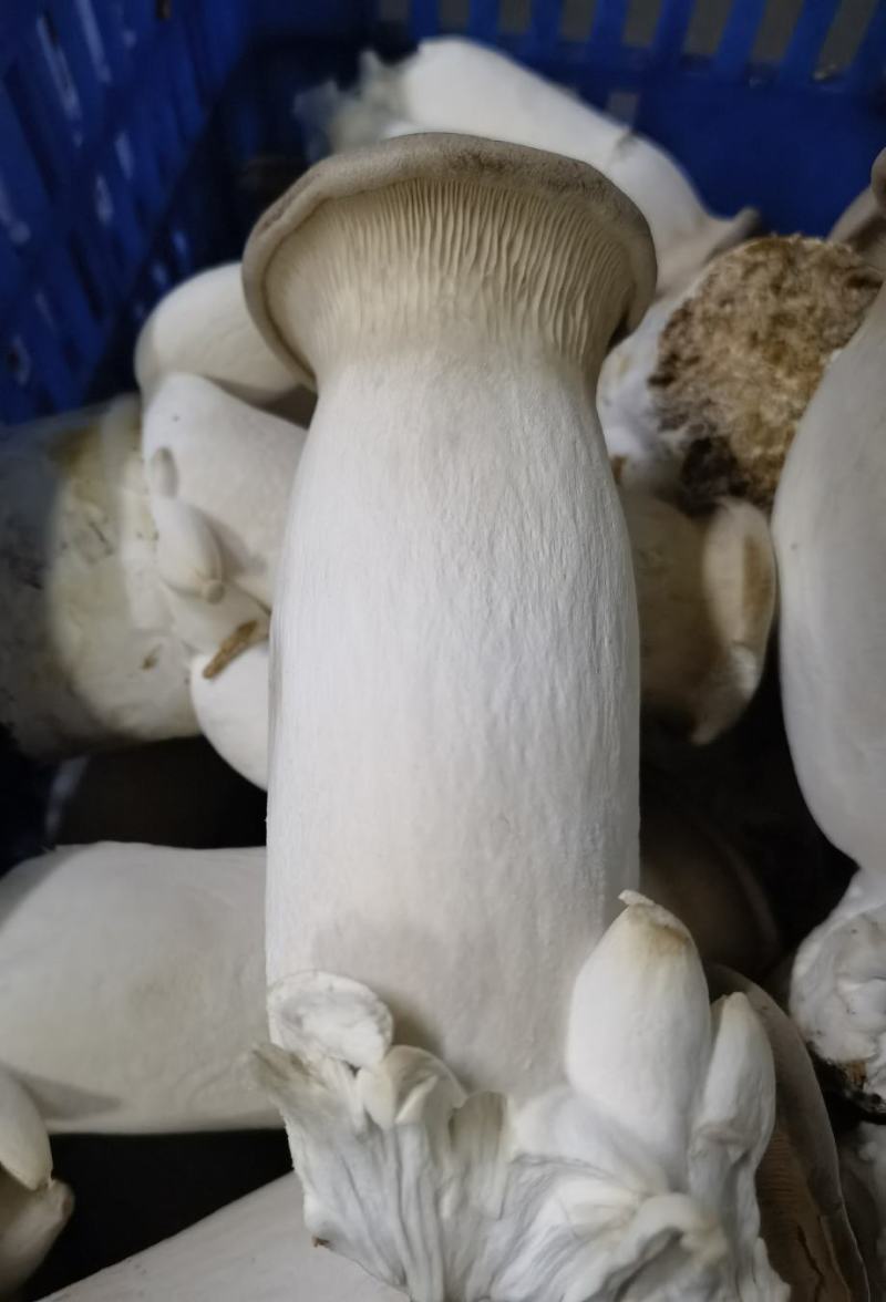 蘑菇渣，各种食用菌渣，杏鲍菇渣，