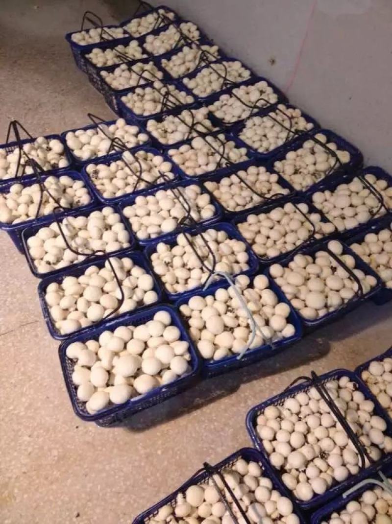 蘑菇渣，各种食用菌渣，杏鲍菇渣，