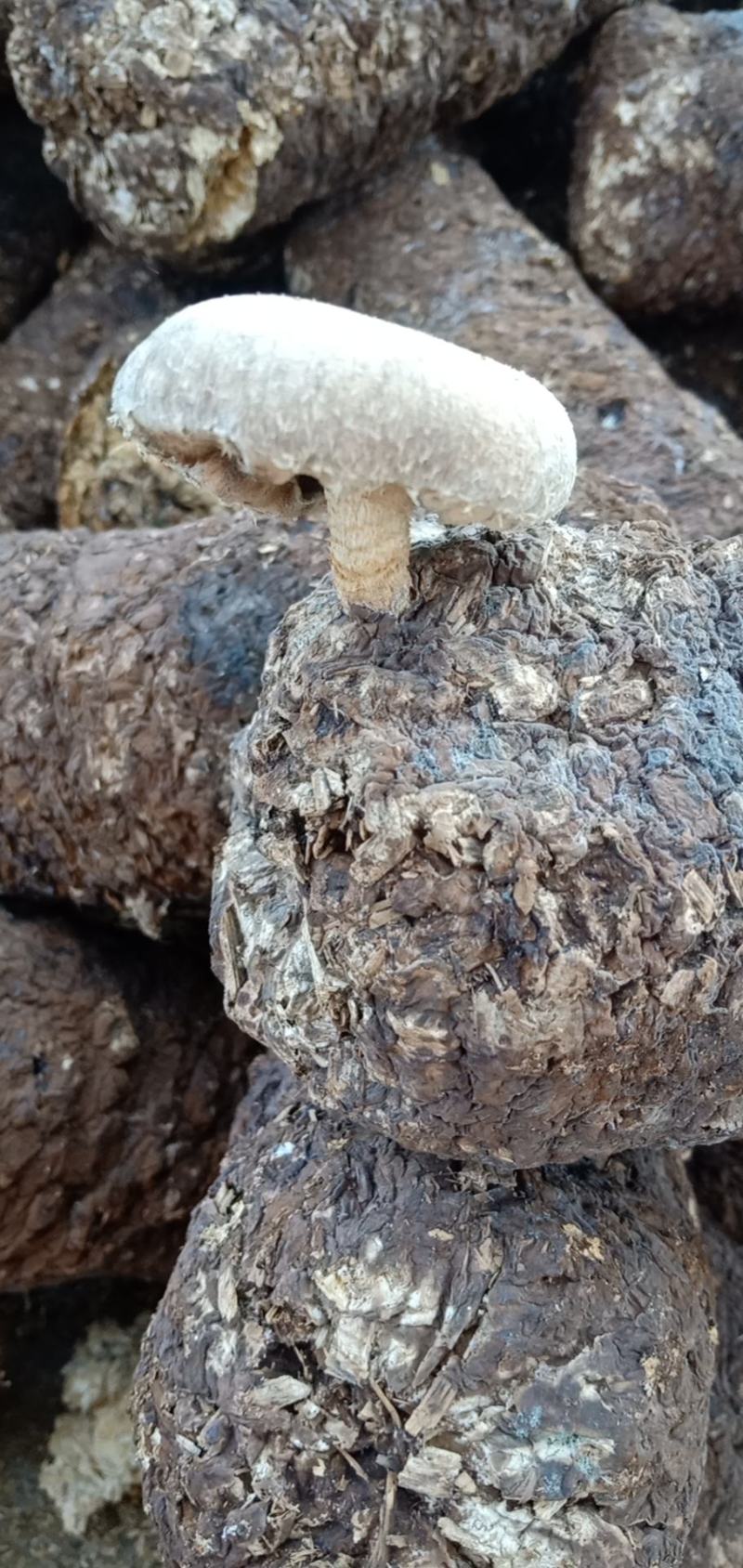 蘑菇渣，各种食用菌渣，杏鲍菇渣，