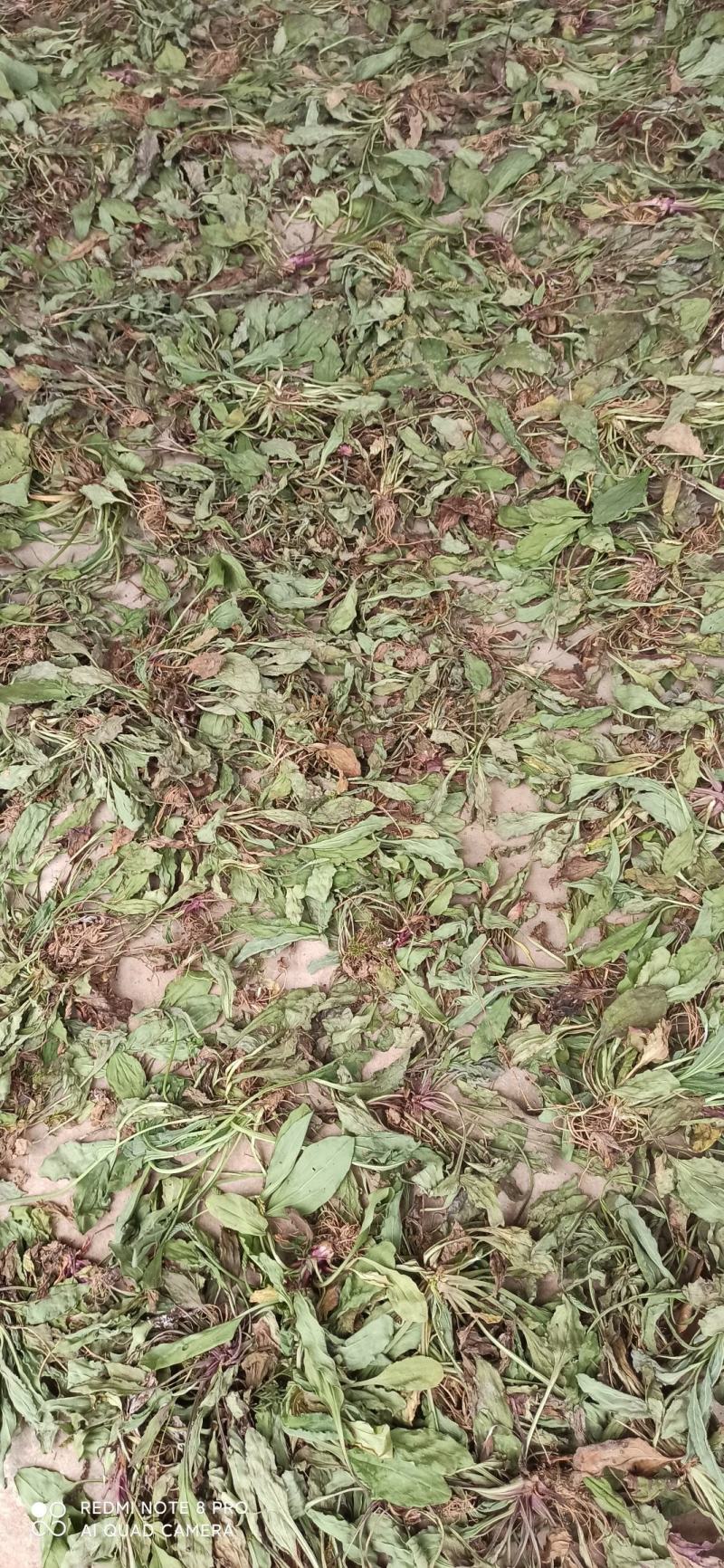 车前草，全干货、无杂质本店承诺全干货无杂质出售
