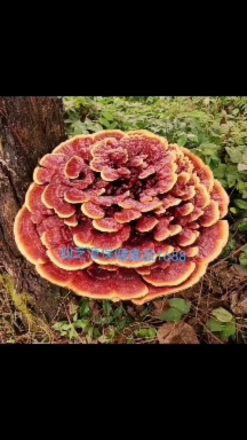 形状颜色好的金边花灵芝，产地直供，价格低