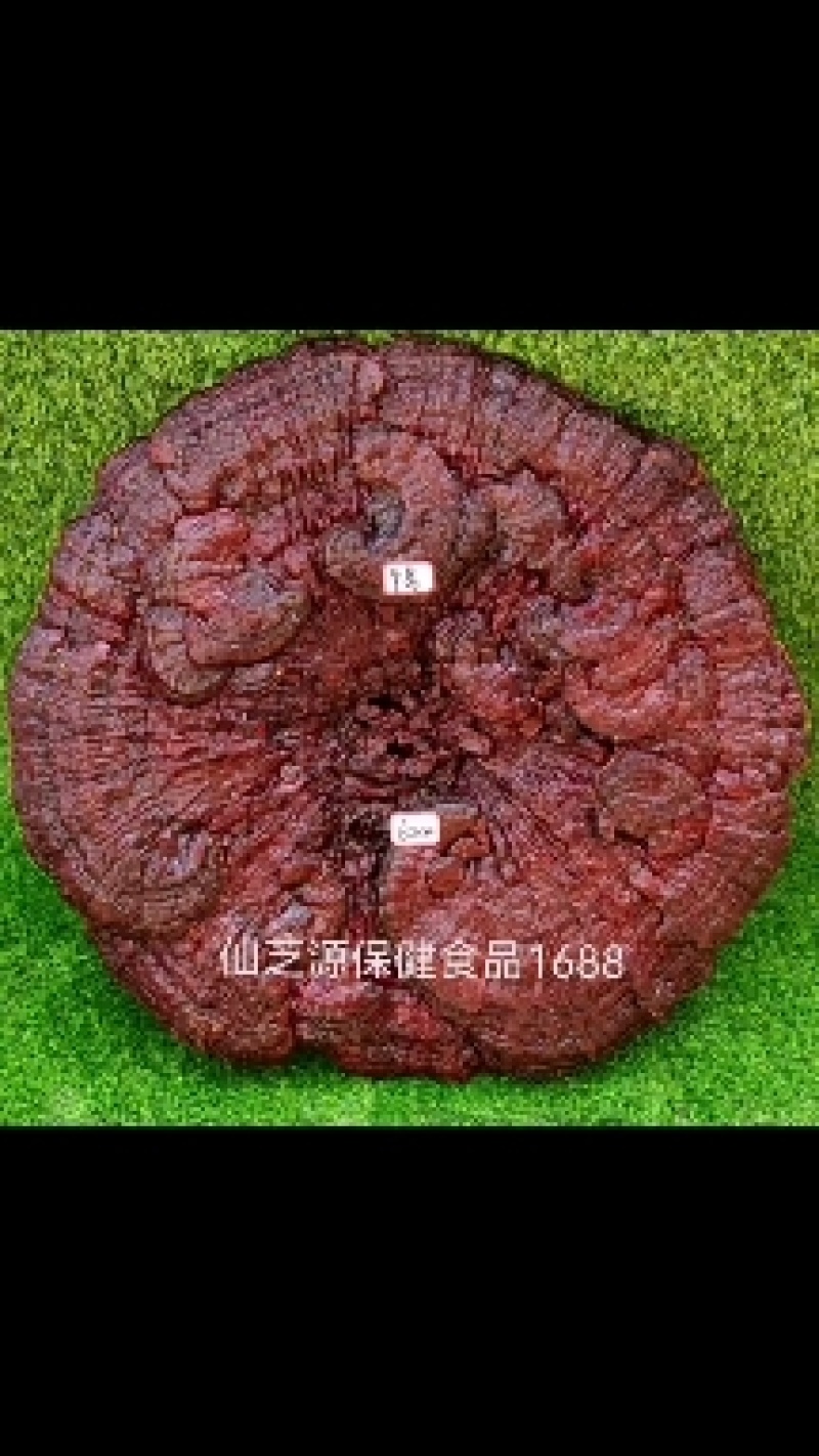 形状颜色好的金边花灵芝，产地直供，价格低