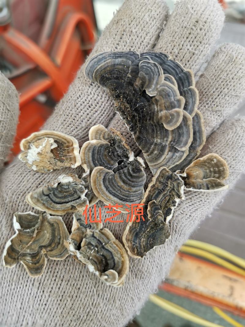 形状颜色好的金边花灵芝，产地直供，价格低