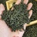 高山绿茶