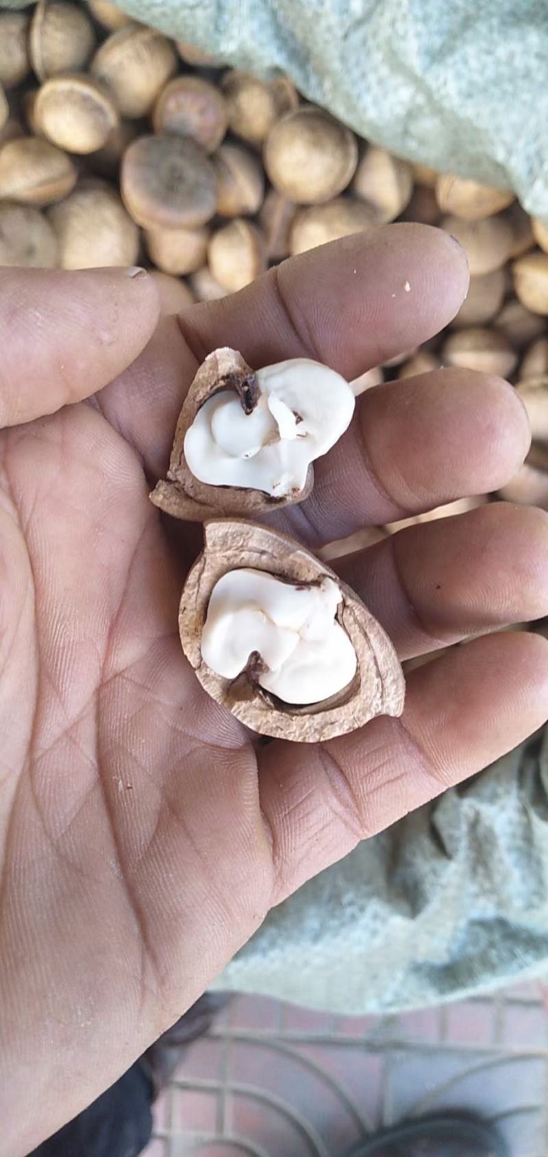 簿壳粒粒有肉的风流果产地直销，量大价优