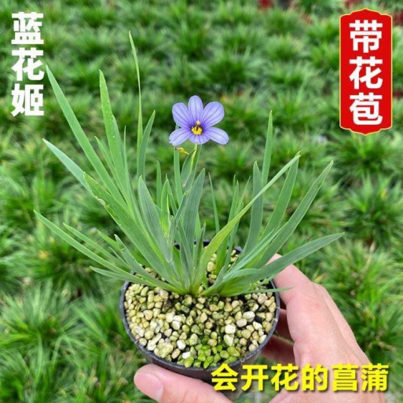 日本蓝花姬石菖蒲庭菖蒲会开花盆栽植物基地量大优惠
