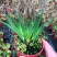 日本蓝花姬石菖蒲庭菖蒲会开花盆栽植物基地量大优惠