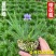 日本蓝花姬石菖蒲庭菖蒲会开花盆栽植物基地量大优惠