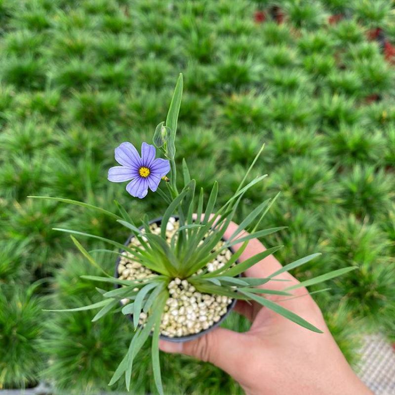 日本蓝花姬石菖蒲庭菖蒲会开花盆栽植物基地量大优惠
