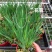 日本蓝花姬石菖蒲庭菖蒲会开花盆栽植物基地量大优惠