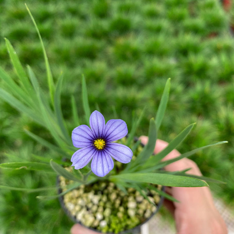 日本蓝花姬石菖蒲庭菖蒲会开花盆栽植物基地量大优惠