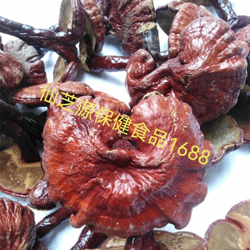 大量供应各种规格的赤灵芝切片，价格低，质量有保障免费打粉
