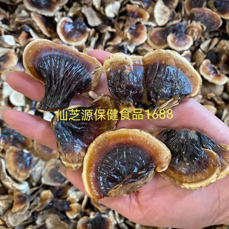 大量供应各种规格的赤灵芝切片，价格低，质量有保障免费打粉
