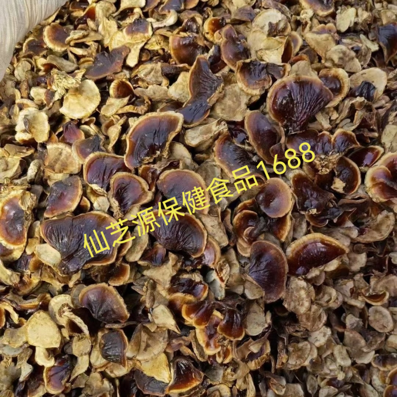 大量供应各种规格的赤灵芝切片，价格低，质量有保障免费打粉