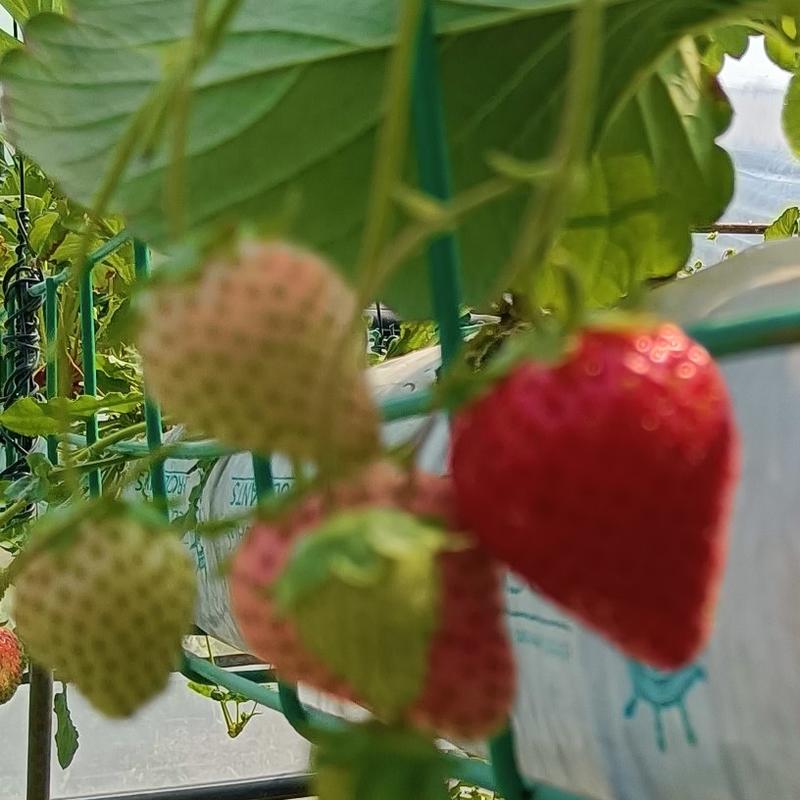 妙香七草莓种苗保护地早熟新品种，果实硬度高耐储运，果型好