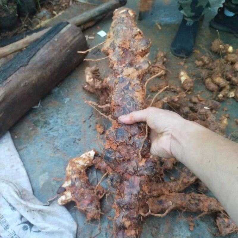 [[精选]]肇庆本地大山深处新鲜土伏苓鲜货/土伏苓干片