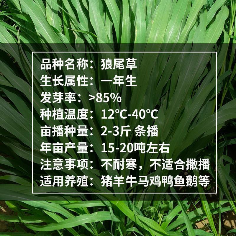 杂交狼尾草种子，牧草种子四季高产牛羊鱼兔牧草种子种籽批发