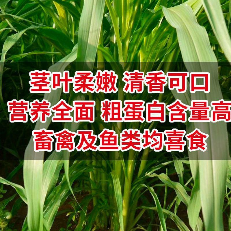 杂交狼尾草种子，牧草种子四季高产牛羊鱼兔牧草种子种籽批发