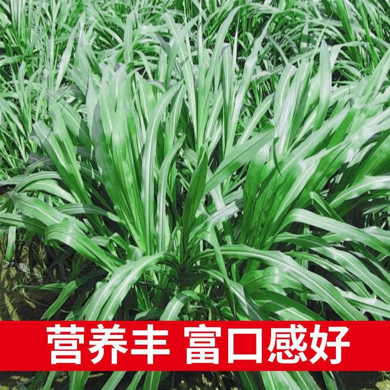 杂交狼尾草种子，牧草种子四季高产牛羊鱼兔牧草种子种籽批发