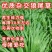 杂交狼尾草种子，牧草种子四季高产牛羊鱼兔牧草种子种籽批发