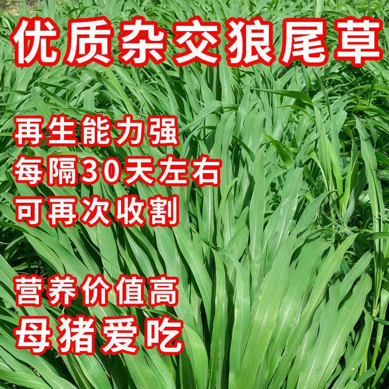 杂交狼尾草种子，牧草种子四季高产牛羊鱼兔牧草种子种籽批发