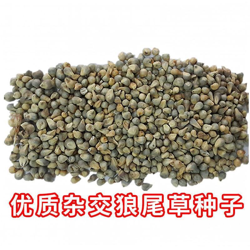 杂交狼尾草种子，牧草种子四季高产牛羊鱼兔牧草种子种籽批发