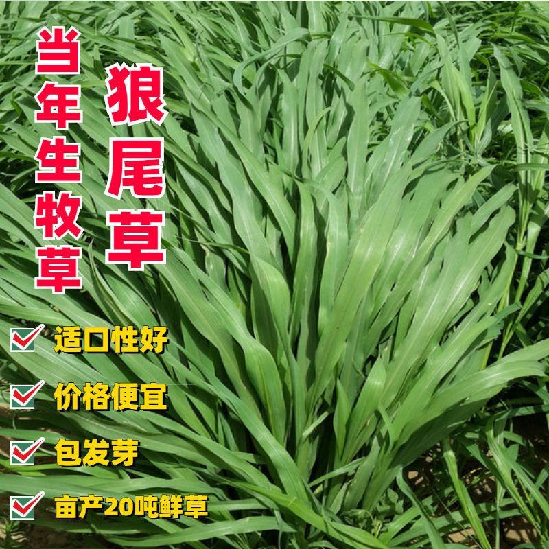 杂交狼尾草种子，牧草种子四季高产牛羊鱼兔牧草种子种籽批发
