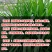 杂交狼尾草种子，牧草种子四季高产牛羊鱼兔牧草种子种籽批发