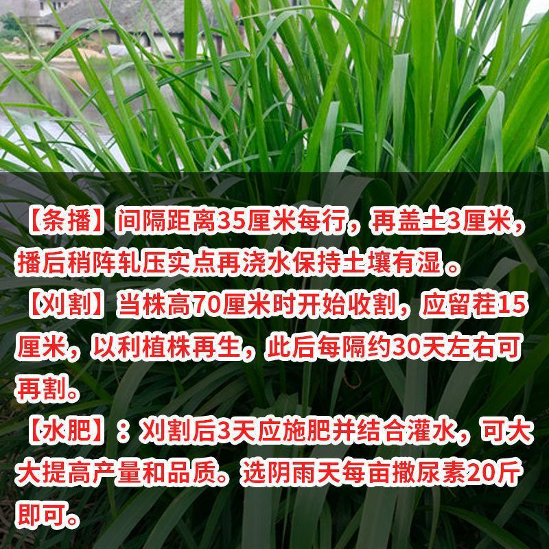 杂交狼尾草种子，牧草种子四季高产牛羊鱼兔牧草种子种籽批发